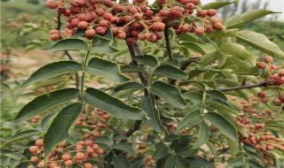 大红袍价格 大红袍价格